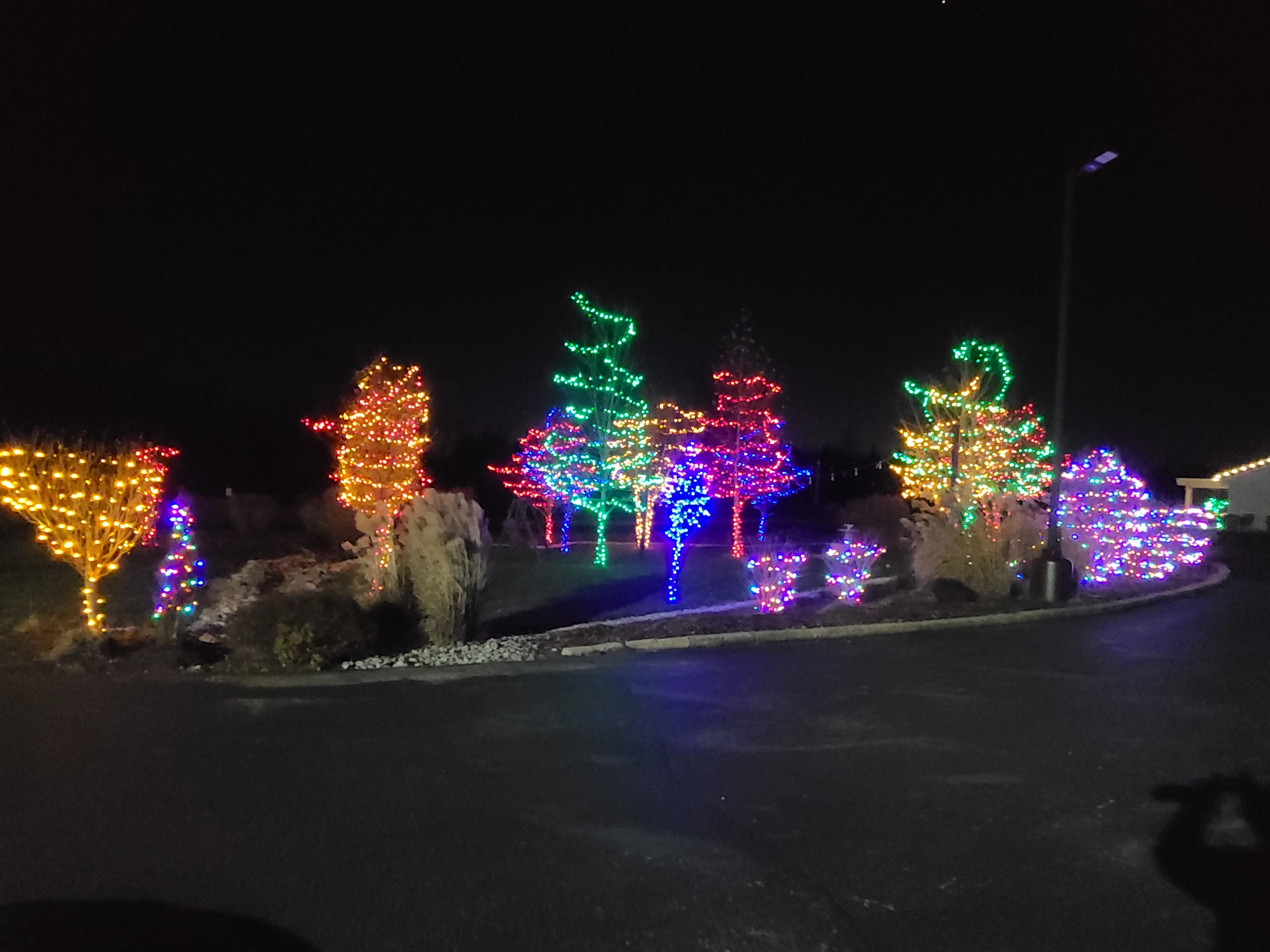 Rows of trees illuminated with colorful Christmas lights